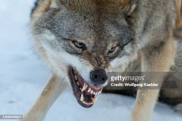 Close-up of a dominant Gray wolf snarling at another wolf in the snow at a wildlife park in northern Norway.