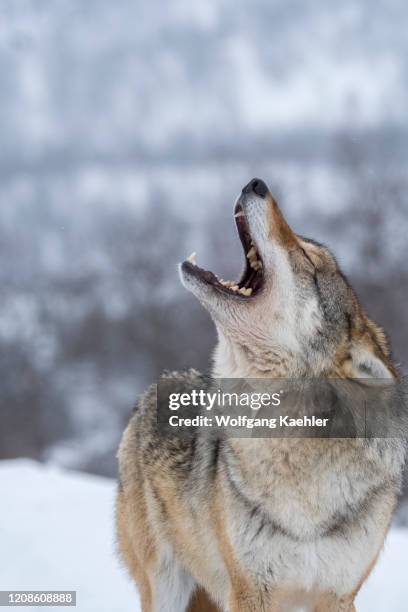 Gray Howl Gray Wolf Howl Photos and Premium High Res Pictures - Getty Images