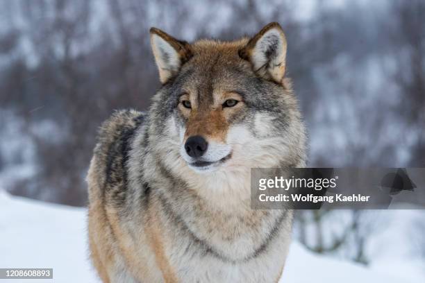 Close-up of a Gray wolf in the snow at a wildlife park in northern Norway.