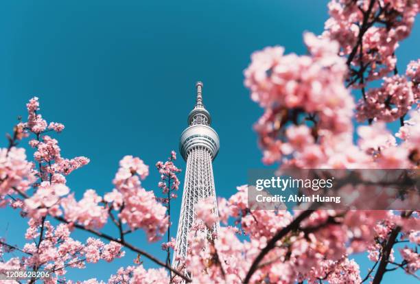 cherry blossom and sakura with tokyo skytree in japan. - tokyo skytree - fotografias e filmes do acervo