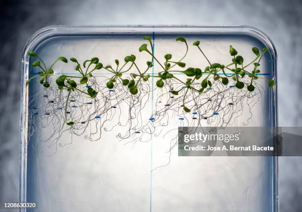 seeds germinating in a plate of gel ms with antibiotics. petri dish with arabidopsis mutant seedlings. spain - crop plant stock-fotos und bilder