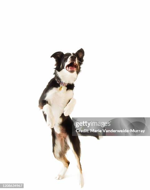 border collie jumping - dog mid air stock pictures, royalty-free photos & images