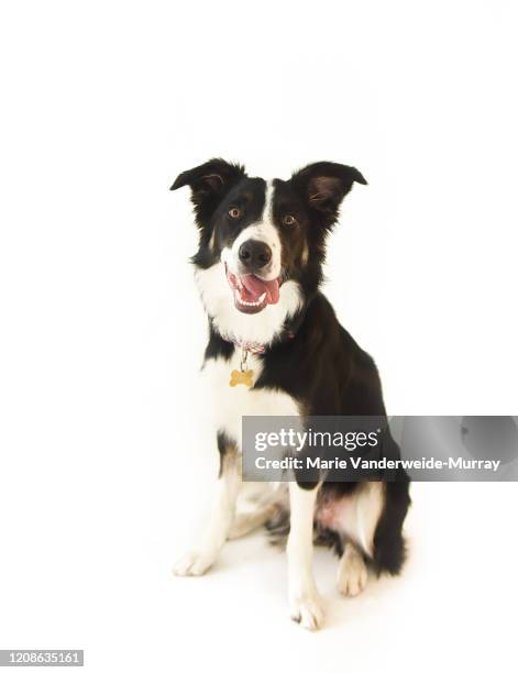border collie looking at camera - collie stock pictures, royalty-free photos & images