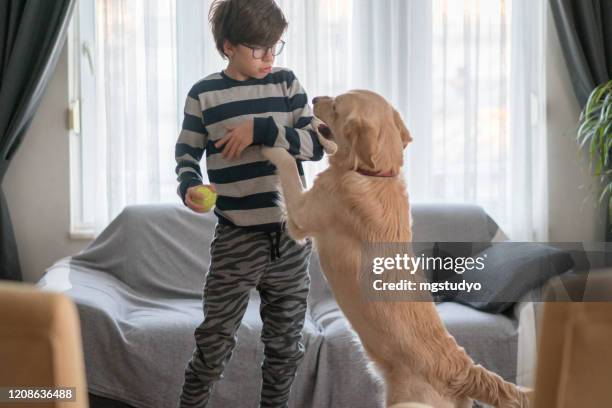 boys playing with her dog in the living room - dog jumper stock pictures, royalty-free photos & images