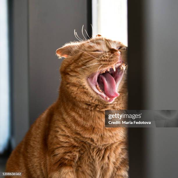 1,080 Screaming Cat Stock Photos, High-Res Pictures, and Images - Getty ...