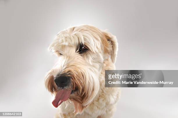 tucker sticking out tongue - soft coated wheaten terrier bildbanksfoton och bilder