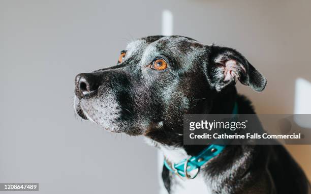 black dog - collar stock pictures, royalty-free photos & images