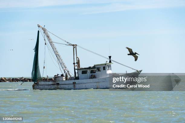 a pelican flies along with a shrimp boat in the gulf of mexico - shrimp boat stockfoto's en -beelden