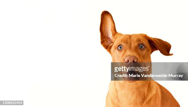 red dudley lab with one ear up - cute or scary curious animal costumes from the archives stockfoto's en -beelden
