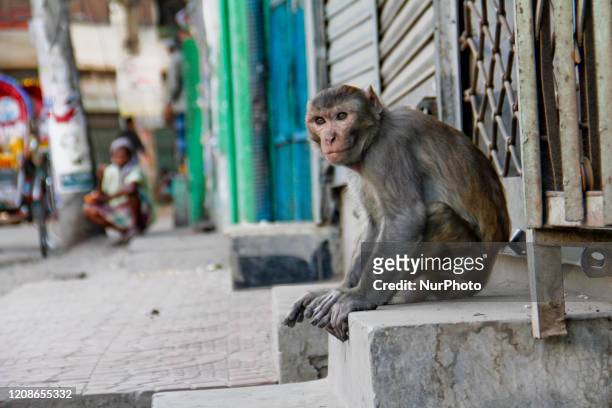 Due the shutdown scavenging urban monkeys are on the street for the need of food at 30 March 2020 in Dhaka, Bangladesh.