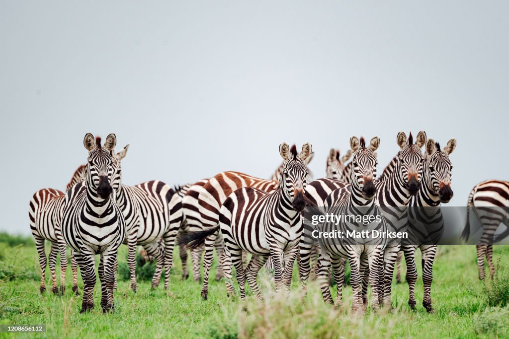 Plains Zebra versammeln sich in der Maasai Mara während der Großen Migration