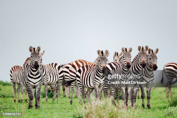 plains zebra gather in the maasai mara during the great migration - zebra herd stock pictures, royalty-free photos & images