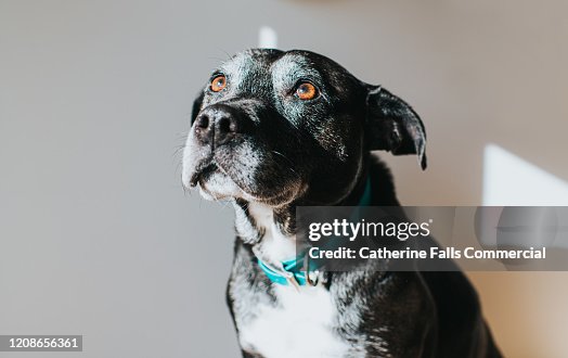 Black Dog Black Dog