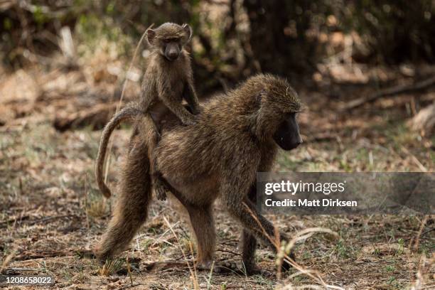 baboon with baby in samburu national reserve - anubis stock pictures, royalty-free photos & images