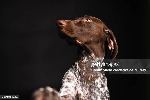 german short haired pointer looking off to the side - german short haired pointer stock-fotos und bilder