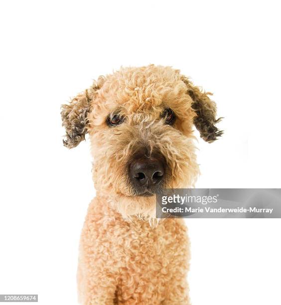 winston whoodle looking at camera - soft coated wheaten terrier foto e immagini stock