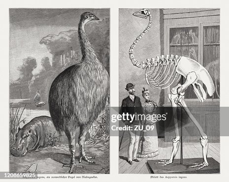 Aepyornis, an extinct elephant bird in Madagascar, woodcuts, published 1895 Aepyornis, an extinct elephant bird in Madagascar, woodcuts, published 1895