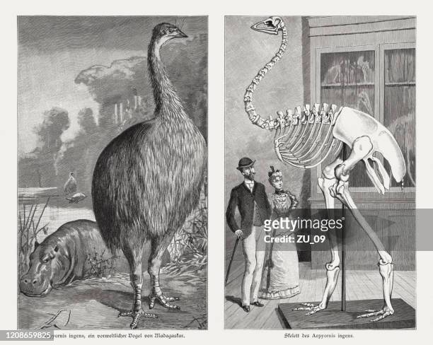34,552 Extinct Animals Photos and Premium High Res Pictures - Getty Images