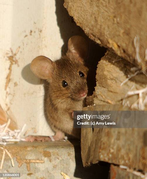 house mouse (mus musculus) - wood mouse stock pictures, royalty-free photos & images