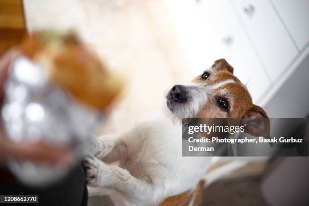 dog begging for food - begging stockfoto's en -beelden