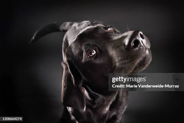 a labrador retriever puppy with his head cocked - head cocked stock pictures, royalty-free photos & images