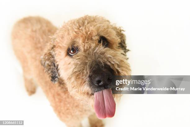 winston whoodle looking at camera and sticking out his tongue - soft coated wheaten terrier bildbanksfoton och bilder