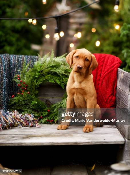 red dudley lab puppy in a sleigh looking at camera - christmas puppy stock pictures, royalty-free photos & images