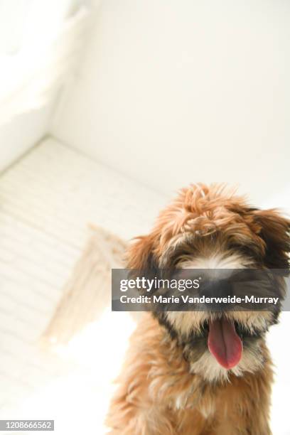 shep looking down - dog looking down stock pictures, royalty-free photos & images