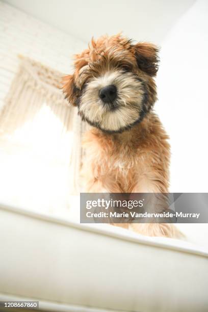 shep looking down - dog looking down stock pictures, royalty-free photos & images