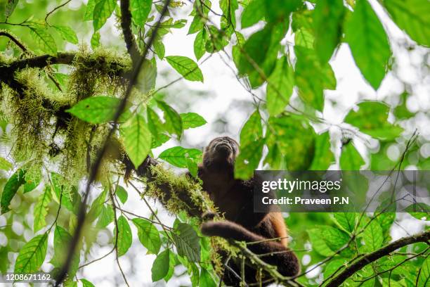 howler monkey - la fortuna stock pictures, royalty-free photos & images