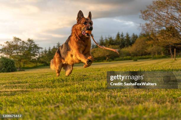 german shepherd dog in action - alsation imagens e fotografias de stock