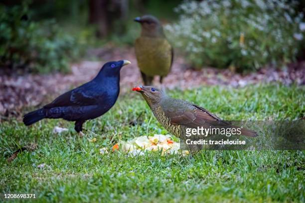 bowerbirds eating fruit - female animal stock pictures, royalty-free photos & images