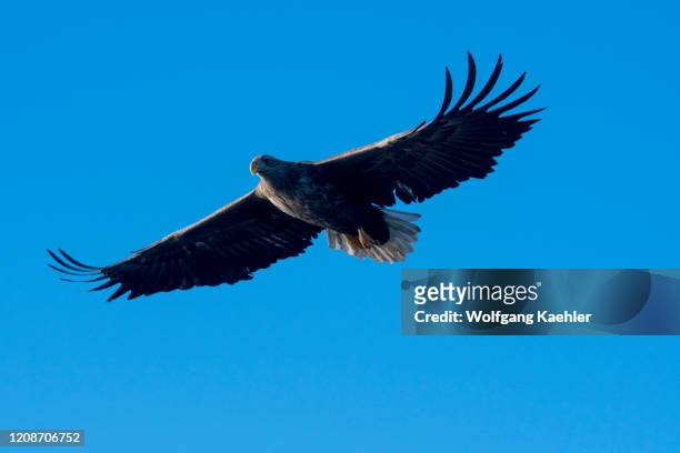 White-tailed eagle in flight near the Trollfjord on Austvag Island in the Lofoten Islands, Nordland County, Norway.