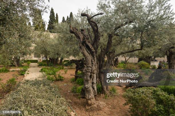 Olive trees in the Garden of Gethsemane at the foot of the Mount of Olives in Jerusalem. On Wednesday, March 11 in Jerusalem, Israel.