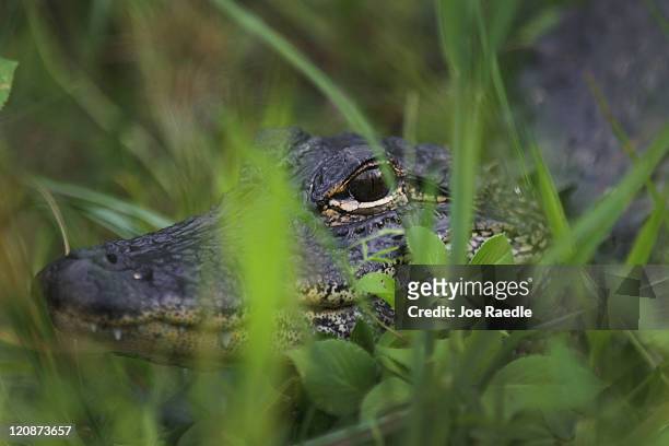 An alligator is seen in the Florida Everglades on August 11, 2011 in the Everglades National Park, Florida. The Obama administration announced it...