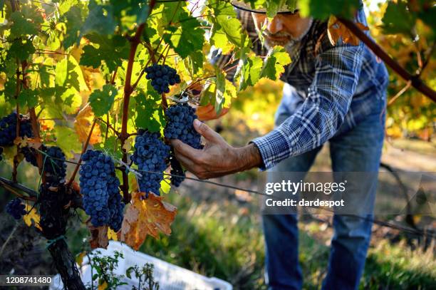 enólogo cosecha de uvas - vendimia fotografías e imágenes de stock