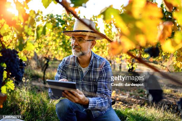 ブドウ園でデジタルタブレットを使用して成熟した男 - ワイン醸造業者 ストックフォトと画像
