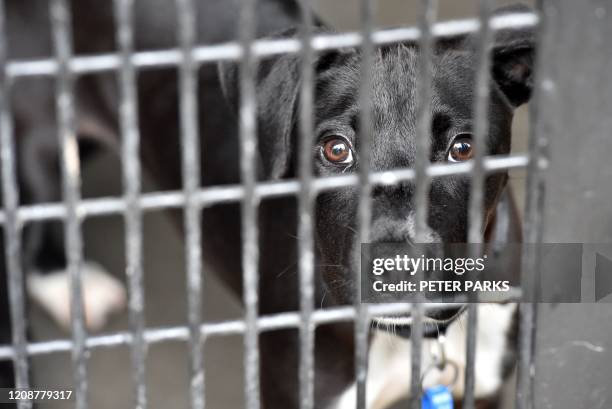 Dog looks out of his kennel as he waits to be adopted at the Royal Society for the Prevention of Cruelty to Animals Shelter and Veterinary Hospital...