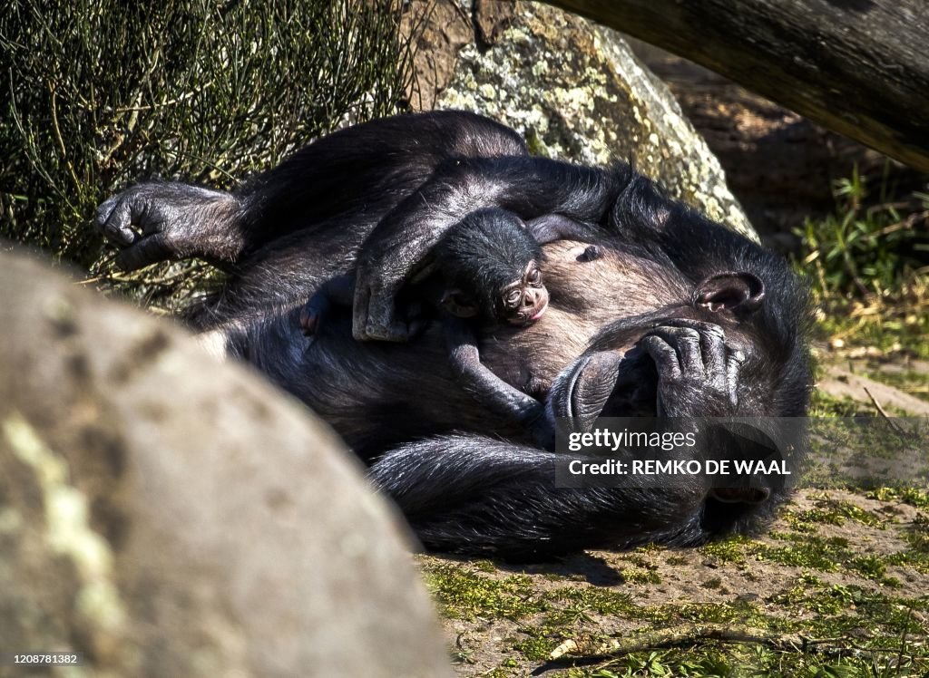 NETHERLANDS-ANIMAL-CHIMPANZEE
