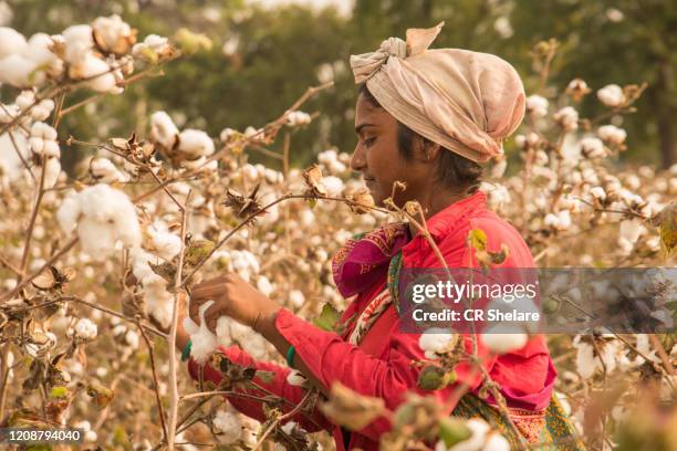 indian woman harvesting cotton in a cotton field, maharashtra, india. - 木綿 ストックフォトと画像