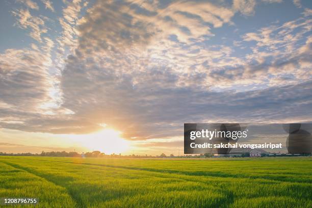 scenic view sun shining over the rice fields against sky during sunset - twilight stock pictures, royalty-free photos & images