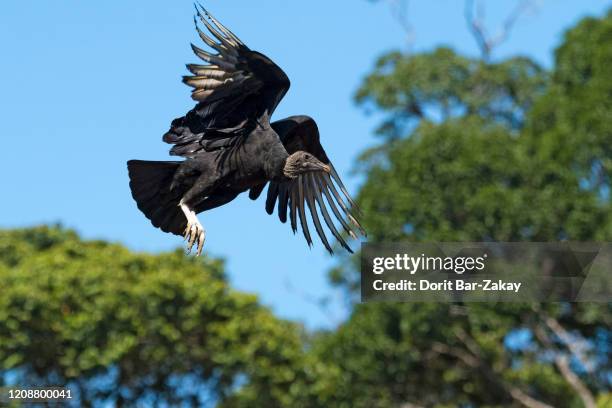 black vulture (coragyps atratus) - american black vulture stockfoto's en -beelden