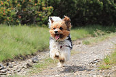 Wonderful Biewer Terrier in run position with tongue out and smile on his face. Pure joy of movement. Tiny devil show us his speed and ability power. Outdoor activities. Race between dogs. Cute puppy