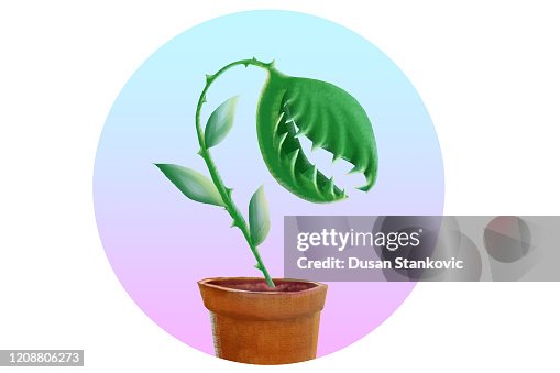 金星飛陷阱植物在鍋裡 金星飛陷阱植物在鍋裡