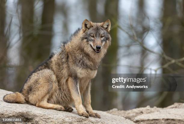 timberwolf canadense - lobo cinzento - fotografias e filmes do acervo