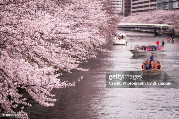 cherry blossom matsuri in fukagawa koto ward,tokyo, japan at daytime. - cherry blossoms bloom in tokyo stock pictures, royalty-free photos & images