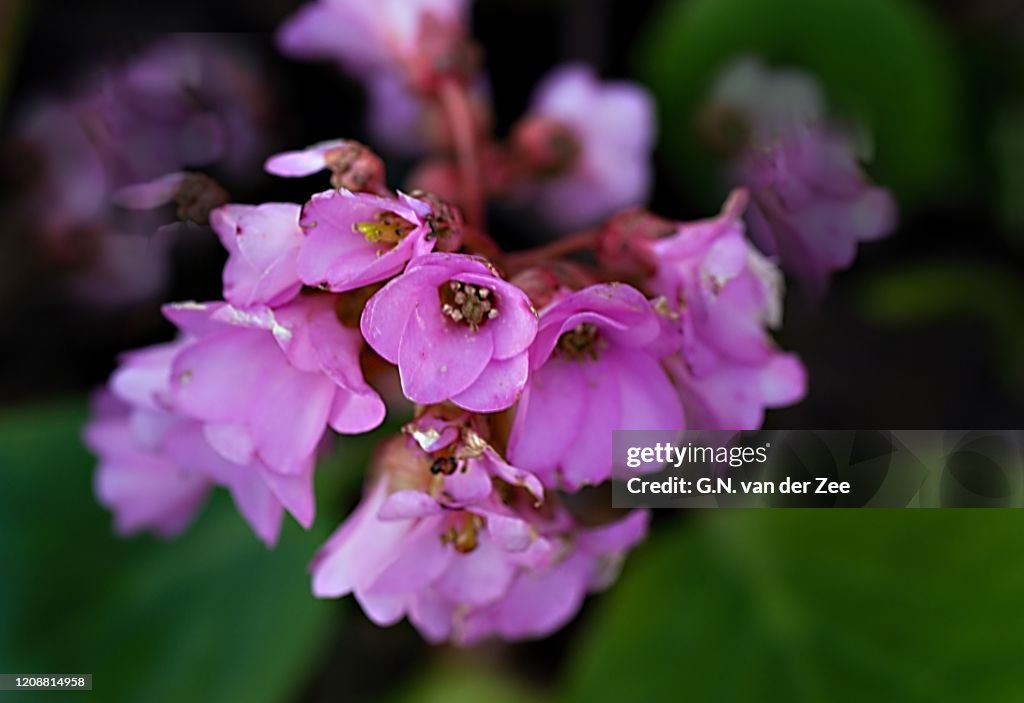 Bergenia cordifolia