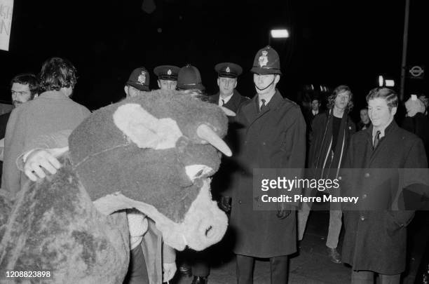Activists and members of the 'Women's Liberation Movement' protest against the Miss World Beauty Pageant using a pantomime cow outside the Royal...