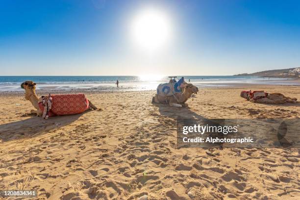 camels on the beach at taghazout, morocco - agadir stock pictures, royalty-free photos & images