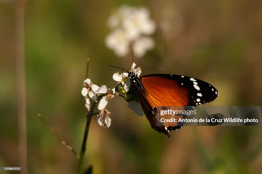 Mariposa butterfly